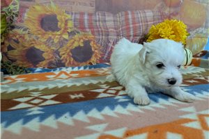 Risner - Maltese for sale