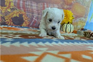 Riot - puppy for sale