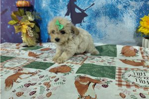 Lauren - Malti Poo - Maltipoo for sale