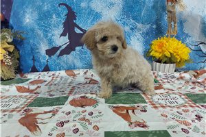 Lucas - Malti Poo - Maltipoo for sale