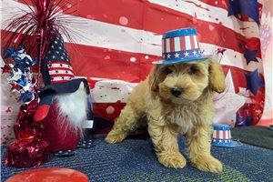 Mario - Malti Poo - Maltipoo for sale