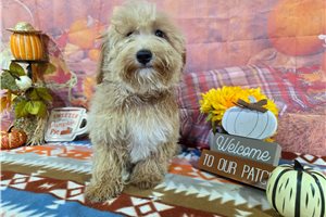 Morpheus - puppy for sale