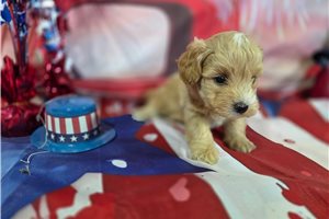 Morpheus - Malti Poo - Maltipoo for sale
