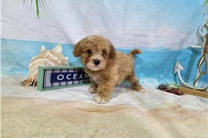 Morpheus - Malti Poo - Maltipoo for sale