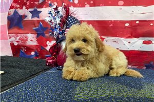 Mario - Malti Poo - Maltipoo for sale