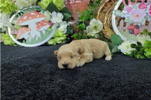 Mario - puppy for sale