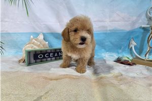 Mario - Malti Poo - Maltipoo for sale