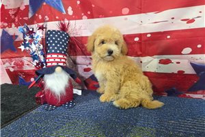 Morpheus - Malti Poo - Maltipoo for sale