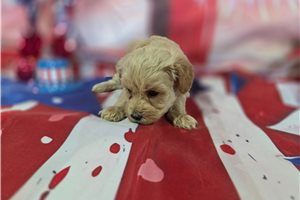 Mario - Malti Poo - Maltipoo for sale