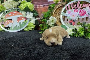 Morpheus - puppy for sale