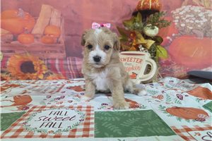 Lucille - puppy for sale