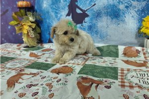 Londyn - puppy for sale