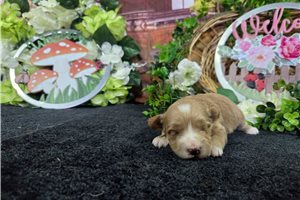 Mikey - Malti Poo - Maltipoo for sale