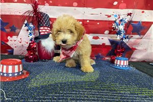 Morpheus - Malti Poo - Maltipoo for sale
