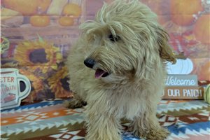 Morpheus - Malti Poo - Maltipoo for sale