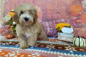 Mario - Malti Poo - Maltipoo for sale