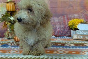 Mario - puppy for sale