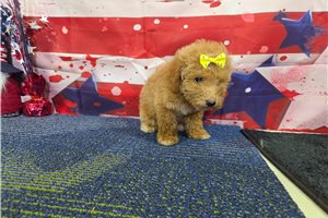 Perdita - Poodle, Miniature for sale