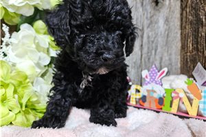 Ghost - Poodle, Miniature for sale