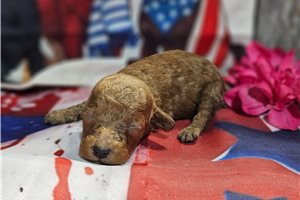 Loren - Miniature Poodle for sale