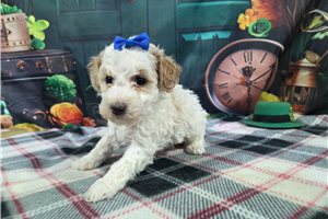Izzy - puppy for sale