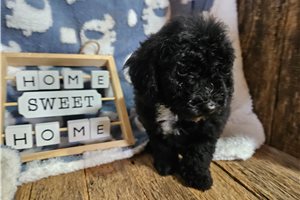 Ghost - Miniature Poodle for sale