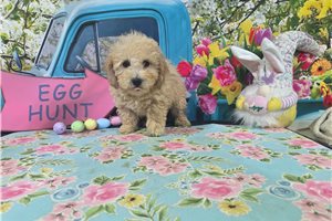 Ivan - Miniature Poodle for sale