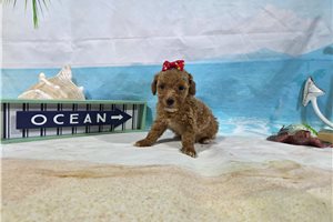 Perdita - Miniature Poodle for sale