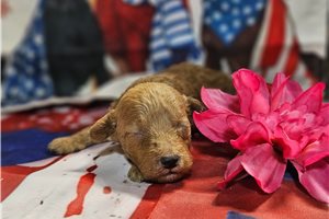 Leah - Miniature Poodle for sale