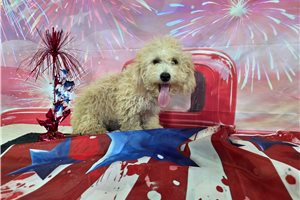 Ivan - Poodle, Miniature for sale