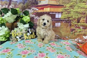 Ivan - Miniature Poodle for sale