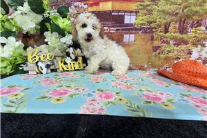 Izzy - Miniature Poodle for sale
