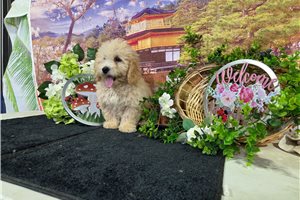 Ivan - Poodle, Miniature for sale