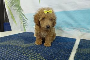 Perdita - Poodle, Miniature for sale