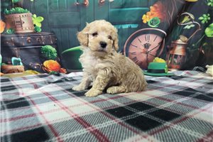Ivan - puppy for sale