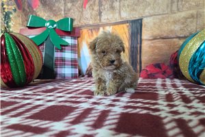 Talbot - Poodle, Miniature for sale