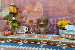 Perdita - Poodle, Miniature for sale