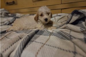 Izzy - Miniature Poodle for sale