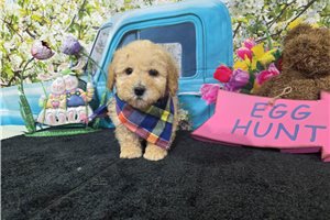 Ivan - Miniature Poodle for sale
