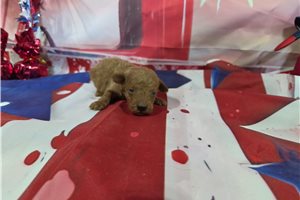 Puck - Poodle, Miniature for sale