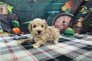 Irwin - puppy for sale