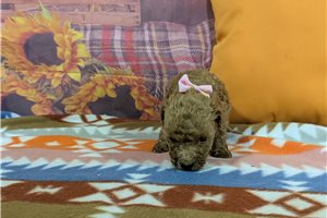Tora - Poodle, Miniature for sale