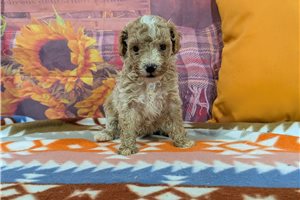 Tadeo - Poodle, Miniature for sale