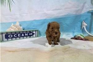 Porter - Poodle, Miniature for sale