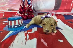 Perdita - Poodle, Miniature for sale