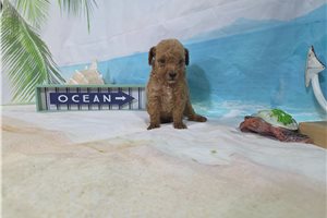Puck - Poodle, Miniature for sale