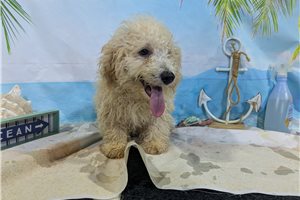 Ivan - Poodle, Miniature for sale