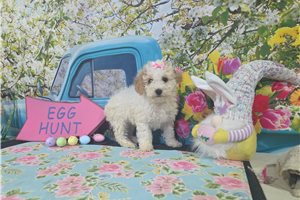 Izzy - Miniature Poodle for sale