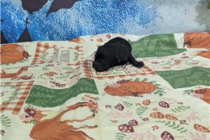 Valentino - puppy for sale