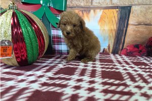 Tango - Poodle, Miniature for sale